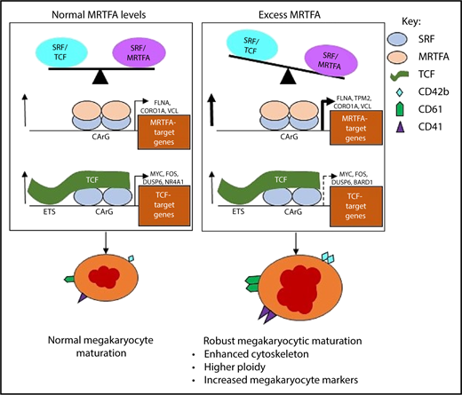 Figure 7. Proposed model for enhanced Mk maturation based on HEL cell data. MRTFAOE promotes more robust Mk maturation by enhancing cytoskeleton-associated gene expression. Left: Normal Mk maturation with TPA promotes the binding of TCF factors (eg, ETS factors) to SRF dimers poised on chromatin and the binding of SRF to upregulate genes. Right: With MRTFAOE- and TPA-induced Mk maturation, more MRTFA is bound to poised dimers of SRF that both promotes SRF binding and upregulates cytoskeletal genes. At the same time, it also reduces regulation by the SRF/TCF axis. Dotted arrow on the lower right indicates variable effects on mRNA levels. CArG, CCWWWWWWGG; ETS, ETS binding site, GGAA.