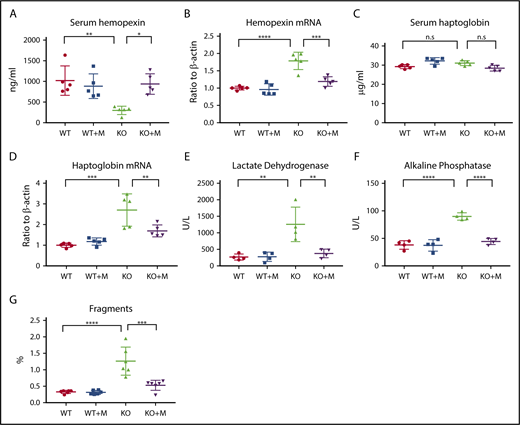Figure 2. Macrophage infusion rescued intravascular hemolysis of Hmox1 KO mice. (A) Serum hemopexin, (B) liver hemopexin mRNA levels, (C) serum haptoglobin, (D) liver haptoglobin mRNA levels, (E) serum LDH and (F) ALP activity of WT and Hmox1 KO mice before and after macrophage infusion for 12 weeks. (G) RBC fragments in the WT and Hmox1 KO group with or without macrophage infusion. The data were obtained by hematology analyzer and analyzed with FlowJo software. Mean ± SD; statistical analyses were performed using 2-way ANOVA (multiple comparisons). The graphs were created with GraphPad Prism software. *P < .05, **P < .01, ***P < .001, ****P < .0001. n.s, not significant.