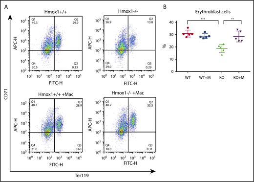 Figure 4. Macrophage infusion improved medullar erythropoiesis. (A) Representative plots of flow cytometric analysis of the erythroblast populations in the BM of WT and Hmox1 KO mice without or with macrophage infusion using FITC-CD71 and APC-Ter119 antibodies. The animals were transcardially perfused with PBS before harvesting the BM cells and analysis of the cell populations. (B) The percentages of CD71high/Ter119high erythroblast cells from flow cytometric analysis. All samples were collected at 12 weeks after macrophage infusion. Statistical analyses were performed using 2-way ANOVA (multiple comparisons). The graph was prepared with GraphPad Prism software. **P < .01, ***P < .001. APC-H, allophycocyanin-height; FITC-H, fluorescein isothiocyanate–height.