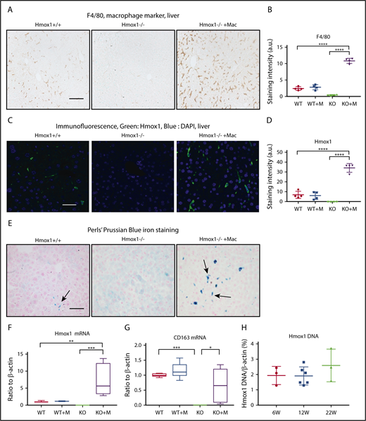Figure 5. Macrophage infusion restored the Kupffer cell population and iron homeostasis in the liver of Hmox1 KO mice. (A) Immunohistochemistry with the macrophage marker F4/80 detected Kupffer cells in the livers of WT (left) but not Hmox1−/− mice (middle). Macrophage infusion completely restored the macrophage populations in Hmox1−/− mice (right). Scale bar, 100 μm. (B) Quantification of F4/80 staining intensity for each group. No difference in staining was observed between the WT and macrophage-infused WT group, whereas the macrophage-infused KO group showed fivefold higher staining than that of the WT group (4 mice for each group). (C) Hmox1 immunofluorescence was observed in the liver of WT mice (left), but not in KO mice (middle). Macrophage infusion dramatically increased Hmox1 signal (right). Scale bar, 25 μm. (D) Quantification of Hmox1 staining intensity for each group. No difference was observed between the WT and macrophage-infused WT group. The macrophage-infused KO group showed threefold higher Hmox1 levels than the WT group (4 mice for each group). (E) Perls’ Prussian Blue iron staining of paraffin-embedded liver sections. Iron-positive Kupffer cells (indicated by arrows) were observed in WT mice (left), but not in KO mice (middle panel). Macrophage infusion dramatically increased the iron-positive Kupffer cells in KO mice (right panel). Of note, the hepatocytes were positive for iron staining in Hmox1 KO mice but not in WT or macrophage-infused Hmox1 KO mice. Scale bar, 100 μm. (F) Hmox1 and (G) CD163 mRNA levels in the liver of WT and KO mice without or with macrophage infusion (n = 6). (H) The percentage of WT cells in the liver of macrophage-infused KO mice was assessed by quantification of the WT Hmox1 genomic DNA in genomic DNA of actin. Primers that target exon 3 of the Hmox1 gene, which was deleted in Hmox1 KO mice, were used for the quantification. Samples were harvested 6 weeks (W; n = 3), 12 weeks (n = 6), and 22 weeks (n = 3) after macrophage infusion. All samples except panel H were harvested 12 weeks after macrophage infusion. (B,D) The intensity was analyzed using ImageJ. (B,D,F-H) Error bars represent the SD. Statistical analyses were performed using 2-way ANOVA (multiple comparisons). The graphs were done with GraphPad Prism software. *P < .05, **P < .01, ***P < .001, ****P < .0001. a.u., arbitrary unit; DAPI, 4′,6-diamidino-2-phenylindole.