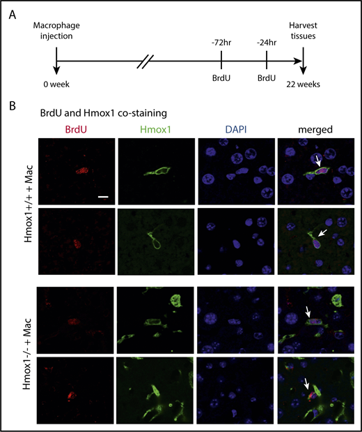 Figure 6. Infused macrophages repopulate and proliferate in the liver. (A) Scheme of BrdU injection. Two doses of BrdU (100 mg/kg) were injected intraperitoneally at 72 and 24 hours, respectively, before tissue harvest (22 weeks after macrophage infusion) to label proliferating cells. (B) The immunofluorescence of Hmox1 and BrdU was detected in the livers of WT (top panel) and Hmox1 KO (bottom panel) mice infused with macrophages. DAPI for nucleus was used as the counterstaining. White arrows indicate Kupffer cells that costained with BrdU, Hmox1, and DAPI. Two representative BrdU-labeled macrophages were shown. Scale bar, 10 μm.