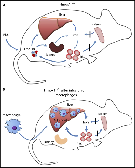 Figure 7. Infused WT macrophages reside and proliferate in the liver of Hmox1−/− mice to recycle senescent RBCs and rescue the Hmox1-deficient disease. (A) A model which illustrates that Hmox1−/− mice, which lack erythrophagocytic macrophages, are unable to recycle iron from senescent RBCs that then rupture in the blood vessels, leading to intravascular hemolysis, microcytic anemia, and iron overload in kidneys. (B) Infused WT macrophages engraft and proliferate in the liver, recycle senescent RBCs, restore systemic iron homeostasis, preventing intravascular hemolysis and tissue damage.