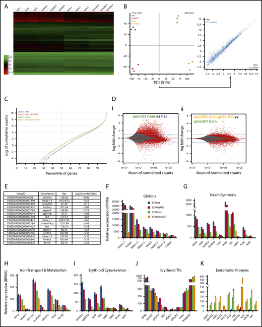Misregulation of hundreds of genes in Gfi1aa/Gfi1b-depleted primitive erythroblasts isolated from 20 hpf zebrafish embryos. (A) Hierarchical clustering of gene expression data determined for 3 replicate qmc551het, qmc551hetMO, qmc551hom, and qmc551homMO samples. The analysis included the 9785 genes that a DESeq2 analysis had identified as differentially expressed in qmc551het and qmc551homMO prRBCs. The Log2 values of the normalized expression counts are given. (B) Principal component analysis performed on the complete data set of 24 914 genes. The set of 1610 genes that made up principal component 1 allowed the distinction of qmc551het and qmc551hom samples. The scatterplot shown in the inset compares the average expression of these genes in 551het and 551hom samples. (C) The distribution of reads was analyzed by plotting the cumulative read counts for 4 representative samples (qmc551het1, qmc551hetMO3, qmc551hom3, and qmc551homMO1) over the percentiles of genes arranged in the order of ascending average gene expression. (D) A DESeq2 analysis had identified differentially expressed genes among the 24 914 genes analyzed. Here, MA plots (mean fold change over average expression) are shown that report M, the log2 value of the ratio of Hom/Het (left) and of HomMO/Hom (right), over panel A, the log2 value of the average expression in all Hom+Het (left) and HomMO+Hom values (right), for all of the 24 914 genes. All differentially expressed genes are shown in red. These were 8426 and 5081 in Di and Dii, respectively. The MA plot was generated using Bioconductor. (E) List of the top 15 genes with the highest fold decrease in expression in qmc551homMO vs qmc551het samples and an average expression of at least 60 RPKM in qmc551het prRBCs. (F-K) Bar charts comparing the normalized average expression levels of the named erythroid and endothelial genes in qmc551het, qmc551hetMO, qmc551hom, and qmc551homMO prRBCs. The standard deviations are shown. (L) List of the top 15 genes with the highest fold increase in expression in qmc551hom relative to qmc551het samples and an RPKM value of at least 40 in the qmc551hom prRBCs. (M) MA plot plotting genes based on their average expression in qmc551homMO and qmc551het and the mean of the ratio of average qmc551homMO to average qmc551het expression values. Genes are colored in blue when the DESeq2 statistical analysis showed that the differences in raw read counts were significantly different in qmc551homMO and qmc551het prRBCs. Typical endothelial and erythroid genes are highlighted in green and red, respectively. These genes are listed in supplemental Table 5. (N) Bar chart comparing the average normalized expression of the named globin and endothelial protein genes in all 4 sets of replicates. Standard deviations are shown. The bar color coding used in panels F-K and N is explained in panel F.