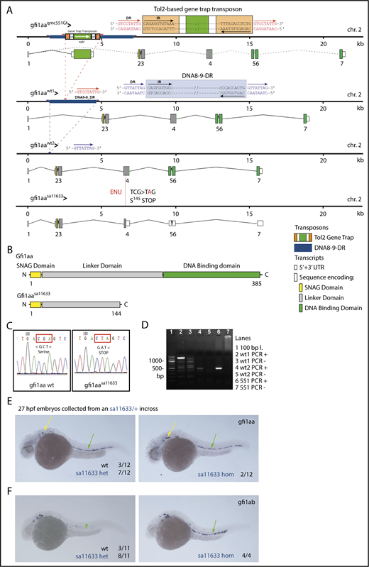 Figure 3. The qmc551 and sa11633 alleles of gfi1aa. (A) Genomic maps of 2 wild-type and 2 mutant alleles of gfi1aa, including information about transcripts and their splice products. The 2 wt alleles differ in intron 1. Intron 1 of allele wt1 carries a hAT-Tol2 family transposon called DNA8-9_DR whose target site was duplicated upon integration. The duplicated sequences flank the transposon as direct repeats. In the qmc551 allele, the gene trap transposon was inserted into the DNA8-9_DR transposon of the wt1 allele. Please note that most gfi1aaqmc551Gt transcripts terminate behind the gfp reading frame. Splicing between the splice donor at the end of exon 1 and the splice acceptor on the gene trap transposon allows GFP expression from the qmc551 allele.37 The wt2 and sa11633 alleles do not possess transposon insertions in intron 1. Their intron 1 sequence is considerably shorter. The sa11633 allele carries a nonsense mutation in exon 4. Detailed annotations are provided in the inset. (B) The diagram shows the full-length wt Gfi1aa protein with all its functional domains and the truncated Gfi1aa protein encoded by the sa11633 allele. (C) PCR of exon 4 sequences and subsequent DNA sequencing are required to distinguish wt and sa11633 alleles of gfi1aa. The panels show Sanger DNA sequencing reads of the template strand of the wt and sa11633 alleles of gfi1aa. The coding sequence has been added below the sequence read. It shows that the mutation converts the serine145 codon to a premature stop codon. (D) PCR-based genotyping of wt and qmc551 alleles of gfi1aa. In lanes 2 to 7, PCR products are shown that were amplified on genomic DNA samples that did (+) or did not (−) contain the respective gfi1aa allele. The expected wt1, wt2, and qmc551 fragments are 1322, 477, and 491 bp in size. Information on primer sequences is provided in supplemental Table 8. (E-F) Lateral views of embryos stained by WISH. Yellow and green arrows point at gene expression in inner ear hair cells and in the ventral wall of the dorsal aorta, respectively. Numbers of embryos analyzed are provided on the panels.