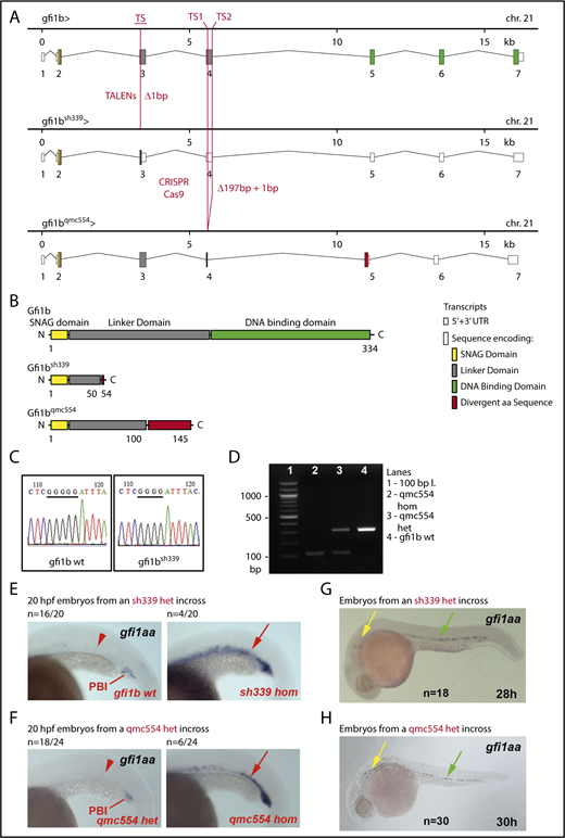 Figure 4. The sh339 and qmc554 alleles of gfi1b. (A) Genomic maps of the wt, sh339, and qmc554 alleles of gfi1b, including information about transcripts and splice products. Additional annotations are provided in the inset. (B) Gfi1b protein products encoded by the wt and the 2 mutant gfi1b mutant alleles. (C) PCR amplification of exon 3 sequences and subsequent sequencing are used to identify sh339 carriers. The panels show examples of Sanger DNA sequencing reads. A missing G in a stretch of 5 consecutive Gs on the template strand defines the sh339 allele. As the mutation in sh339 eliminates a BslI restriction site, a restriction digest can also distinguish wt and mutant gfi1b alleles. (D) PCR amplification of exon 4 sequences distinguishes the wt allele and the deletion allele qmc554 of gfi1b. The expected wt and qmc554 PCR fragments are 305 and 109 bp long. Primer sequences are provided in supplemental Table 8. (E-H) Lateral views of embryos stained by WISH. Yellow, green, and red arrows point at gene expression in inner ear hair cells, in the ventral wall of the dorsal aorta, and in prRBCs, respectively. Red arrowheads highlight the lack of gene expression in prRBCs. Genotyping of 3 of the 10 embryos with elevated gfi1aa expression in panels E-F revealed that they were homozygous mutants. Representative examples are shown. All embryos shown in panels G-H display the same gfi1aa expression pattern, irrespective of their gfi1b genotype.