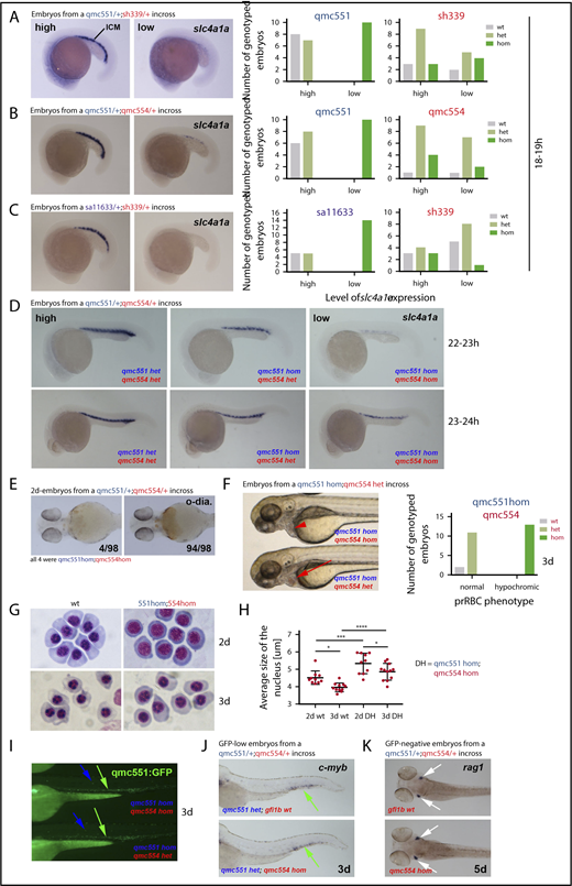 Figure 6. Primitive erythropoiesis is delayed in Gfi1aa/Gfi1b-depleted embryos. Images of embryos stained by RNA whole-mount in situ hybridization are shown in panels A-D and J-K. Embryos in panel E were stained with o-dianisidine. Live embryos are shown in panels F and I. Views of embryos are lateral in panels A-D,F,I,J. Ventral and dorsal views of embryos are shown in panels E and K, respectively. Cohorts of embryos derived from the crosses indicated were stained in panels A-D. Examples of embryos with high and low gene expression are depicted. Bar charts summarize the genotyping data in panels A-C. In panel D, 6/96 22- to 23-hpf and 9/89 23- to 24-hpf embryos had very low slc4a1a expression. Genotyping 11 of these showed that all of them were qmc551/qmc554 double-homozygous mutants. Embryos with slightly stronger staining turned out to be gfi1aaqmc551hom;gfi1bqmc554het carriers. A more comprehensive overview of the WISH data on the 23- to 24-hpf embryos is presented in supplemental Figure 5. In panel E, 98 2-day-old-embryos from an incross of gfi1aaqmc551het;gfi1bqmc554het parents were stained with o-dianisidine (o-dia.) for the presence of hemoglobin. Four embryos displayed reduced staining. Genotyping showed that they were double homozygous mutants. In panel F, 3-day-old embryos with normal (red arrow) and hypochromic (red arrowhead) prRBCs are shown. The bar charts summarize the genotyping results. (G) RBCs were isolated from 2- and 3-day-old wt and double-mutant embryos. Cells were fixed with methanol and stained with Giemsa. (H) The size of the RBC nuclei (n>15 cells per embryo) was determined with Image J for wt and gfi1aaqmc551;gfi1bqmc554 double-mutant embryos at 2 and 3 dpf (n ≥ 10 embryos for every type of embryos and every stage). Average values per embryo are plotted. Mean values and standard deviations are indicated. A 1-way analysis of variance (ANOVA) test revealed that the differences between the mean values were statistically significant for the comparisons indicated (ANOVA test performed on GraphPad Prism: *P < .05; ***P < .001; ****P < .0001). (I) Fluorescent images of the trunk and tail of representative embryos with hypochromic (top) and normal (bottom) blood as shown in panel F. The genotypes of the representative embryos are shown. In panel J, cmyb WISH experiments on GFP-low (ie, gfi1aaqmc551het, embryos from a gfi1aaqmc551/gfi1bqmc554 double heterozygous incross) revealed no differences in staining between embryos. Genotyping revealed that 4 of the 24 embryos were gfi1bqmc554hom. In panel K, 20 5-dpf embryos derived from a gfi1bqmc554het incross were stained for the expression of the T-cell gene rag1. All embryos showed the same level of rag1 expression, including the 5 gfi1bqmc554hom embryos.