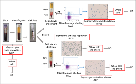 Figure 1. Peripheral blood cell purification flowchart. Reticulocytes and erythrocytes were purified from the peripheral blood of healthy donors. Blood was centrifuged for 10 minutes at 150g to remove plasma and a portion of the leukocytes and platelets. During this step, crude cell populations were sampled for MS analysis. The remaining leukocytes and platelets were removed by passing the cells through a cellulose column packed in 2-mL plastic syringes. Cells not retained in the column were separated into 2 fractions that were centrifuged through Percoll layers of different concentrations to obtain fractions depleted (P3) or enriched (P4) in reticulocytes. A cell sample from P3 (EEP) was used for MS analysis. In the experiment reported, the EEP cell population contained 0.62% of reticulocytes. Cells were labeled with thiazole orange (TO), and erythrocytes (EPP; TO− cells) and reticulocytes (Retic; TO+) were purified by FACS from P3 and P4 fractions, respectively, using a FACSJazz cell sorter (BD Biosciences). Between 750 000 and 2 million purified reticulocytes and between 6 and 15 million erythrocytes were obtained from each purification procedure and used for subsequent analyses. The purity of isolated cell populations was controlled by cytocentrifuged cells stained with New Methylene Blue (reticulocyte stain; Sigma-Aldrich).
