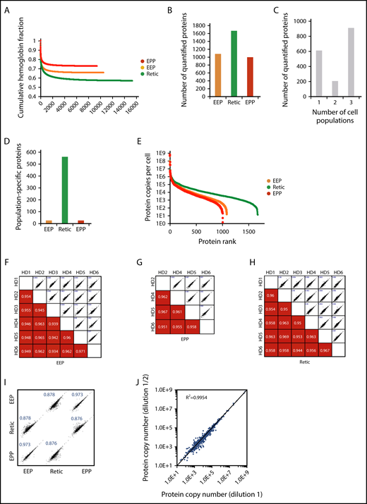 Figure 2. Overall analysis of the proteomic data for whole-cell preparations. (A) Contribution of globin MS signal to the MS signal of all identified proteins. Identified peptides were ranked according to their intensity and the contribution of globin peptides to the sum of the intensities of all identified peptides was calculated at each point. (B) Number of proteins quantified in the EEP, EPP, and Retic populations. (C) Number of proteins quantified in single-cell, 2-cell, or 3-cell populations. (D) Number of proteins only quantified in the EEP, Retic, or EPP cell population. (E) Dynamic range of protein quantification in the EEP, EPP, and Retic cell populations. Proteins were ranked according to their expression level. (F-H) Reproducibility of the quantifications in the different experiments. The numbers in the bottom panels indicate Pearson correlation coefficients. (I) Relationship between protein expression levels in the EEP, EPP, and Retic cell populations. Numbers are Pearson correlation coefficients. (J) The absolute quantification is not affected by dilution of the analyzed peptides. SCX fractions were analyzed directly and after a twofold dilution.