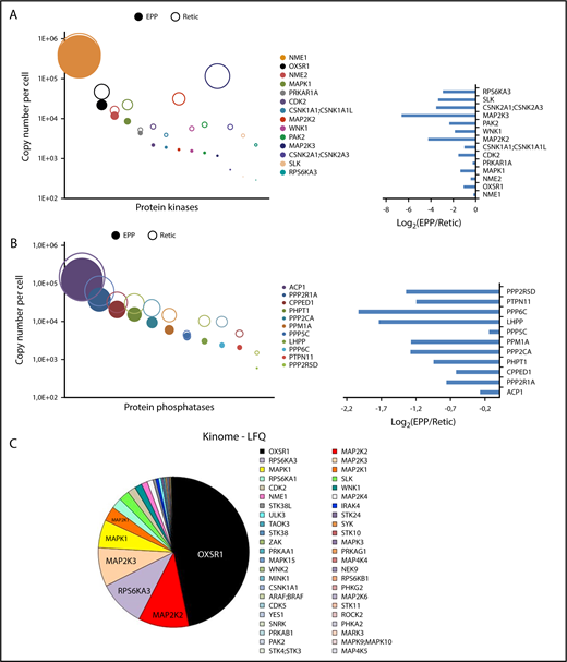 Figure 4. Protein kinases and phosphatases of the red cell proteome. Protein kinases (A) or phosphatases (B) quantified from whole-cell and/or ghost preparations were ranked according to their expression levels in erythrocytes. Absolute quantifications in erythrocytes (EPP) and in reticulocytes (Retic) are indicated (right panel). Left panels, The expression ratio of these proteins in erythrocytes vs reticulocytes. (C) Protein kinases identified by the kinome-targeted approach using modified ATP or ADP probes. The pie chart is in proportion to the LFQ value of each identified kinase.
