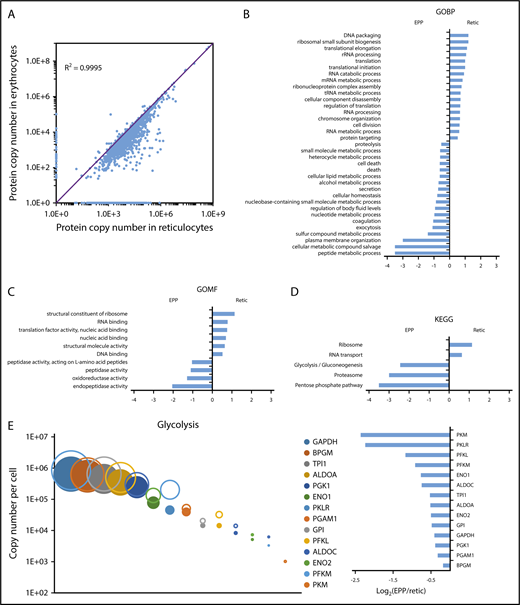 Figure 5. Modifications of the red cell proteome during reticulocyte maturation. (A) Comparison of the expression level of each quantified protein in reticulocytes and erythrocytes. (B-D) Proteins whose expression decreased by at least 90% during reticulocyte maturation, including proteins that were no longer detected in erythrocytes, were compared with the proteins quantified in erythrocytes that did not present such a decrease during reticulocyte maturation. Term enrichment analysis in these 2 sets of proteins was done with Perseus software using annotations from the Kyoto Encyclopedia of Genes and Genomes (KEGG), from the Gene Ontology Biological Process (GOBP), or from the Gene Ontology Molecular Functions (GOMF) databases. (E) Modification of the expression level of glycolysis pathway proteins during reticulocyte maturation. Expression level (as copy number per cell) of each protein in the reticulocytes (open circles) and in the erythrocytes (closed circles) is indicated (right panel), the expression ratio in erythrocyte vs reticulocyte is indicated (left panel).