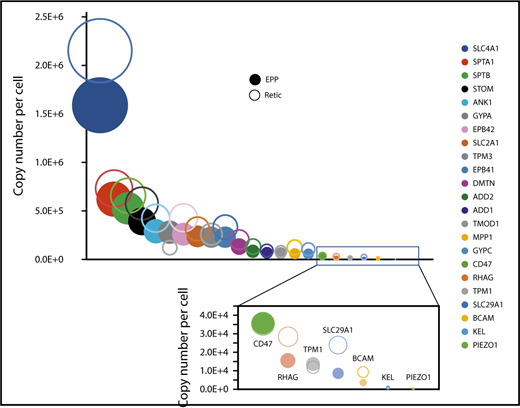 Figure 6. Expression of specific proteins on the red cell membrane during erythrocyte maturation. Proteins known to play a specific role in erythrocyte membrane organization and/or function were selected. Their expression levels in reticulocytes (open circles) and in erythrocytes (filled circles) are indicated.