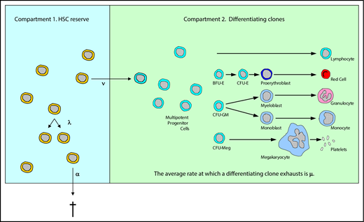 Figure 1. Illustration of the 2-compartment hidden stochastic model for hematopoiesis. The model designates 3 HSC behaviors: λ, the mean replication (self-renewal) rate (diagrammed as 1 HSC becoming 2 HSCs); α, the mean apoptosis rate (diagrammed as a HSC exiting from compartment 1); and ν, the mean rate at which an HSC becomes a multipotent progenitor (short-term repopulating) cell and gives rise to a differentiating clone. Once an HSC becomes a multipotent progenitor (diagrammed as an HSC entering compartment 2), it and its progeny (termed a differentiating clone) contribute to the blood cell production, which is observed for a mean of 1/μ weeks. With this tool, whether designated HSC behaviors could lead to experimental or clinical outcomes that are observed could be determined. See “Materials and methods” for further details. Adapted from Catlin et al.4 BFU-E, burst-forming unit erythroid; CFU, colony-forming unit; CFU-E, CFU erythroid; CFU-GM, CFU granulocyte macrophage; CFU-Meg, CFU megakaryocyte.
