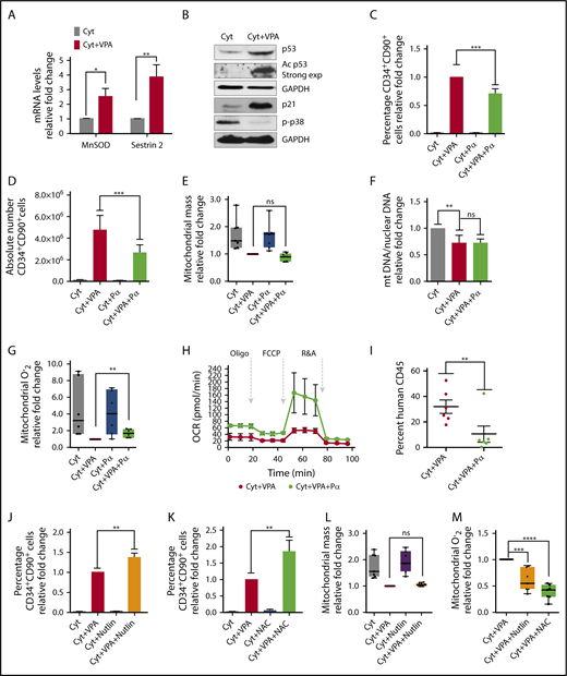 Figure 5. p53 inhibition impairs expansion of HSCs with VPA by increasing ROS levels. (A) Transcript levels of MnSOD and Sestrin 2 in TNCs cultured for 4 days (n = 6). (B) Total and acetylated levels of p53, p21, and p-p38 were determined by western blot analysis. GAPDH (representative blot) was used as an internal control (n = 3). Relative fold change for p53, p21, and p38 in VPA-treated cells compare with those treated with cytokines alone was 2.58, 24.9, and 0.12, respectively. ImageJ was used to quantify WB images and values were normalized to GAPDH. (C-D) Effect of pifithrin α (Pα) on the percentage (C) and absolute number of CD34+CD90+ cells (D) cultured for 4 days (n = 8). Graphs represent fold change of the percentage of CD34+CD90+ cells treated as indicated relative to those treated with VPA within each experiment. (E) Effect of p53 inhibition on mitochondrial mass of CD34+CD90+ cells expanded for 4 days. Graphs represent fold change of MFI of MitoTracker Green in CD34+CD90+ within each experiment (n = 6). (F) Relative mitochondrial to nuclear DNA ratio of purified CD34+ cells from cultures treated for 4 days (n = 6). Graphs represent fold change of the mtDNA/nDNA ratio of CD34+ cells treated as indicated relative to those treated with cytokines alone within each experiment. (G) Effect of p53 activity inhibition on ROS levels in CD34+CD90+ cells expanded for 4 days. Graphs represent fold change of MitoSOX (MFI) in CD34+CD90+ cells within each experiment (n = 6). (H) Oxygen consumption rates measured by seahorse analyzer in CD34+ cells expanded for 4 days (n = 3). Experiments in H were performed in triplicates and values were normalized within each experiment. (I) Percentage of human CD45+ cells in the bone marrow of NSG mice 16 weeks posttransplantation with grafts derived from 4 different donors (n = 6). (J-K) Effect of nutlin 3a and NAC on the percentage of CD34+CD90+ cells expanded for 4 days (n = 5). (L-M) Effect of nutlin 3a or NAC on the mitochondrial mass (L) and mitochondrial ROS (M) of CD34+CD90+ cells (n = 6). Graphs in panels J-L represent fold change of the percentage of CD34+CD90+ cells treated as indicated relative to those expanded with VPA within each experiment. “n” is the number of biological replicates. Error bars with SEM, ****P ≤ .0001; ***P ≤ .001; **P ≤ .01; *P ≤ .05 were determined by negative-binomial models for panels E and I, unpaired Student t test for panels A, E, and G, 2-way ANOVA for panels C, F, J-M.