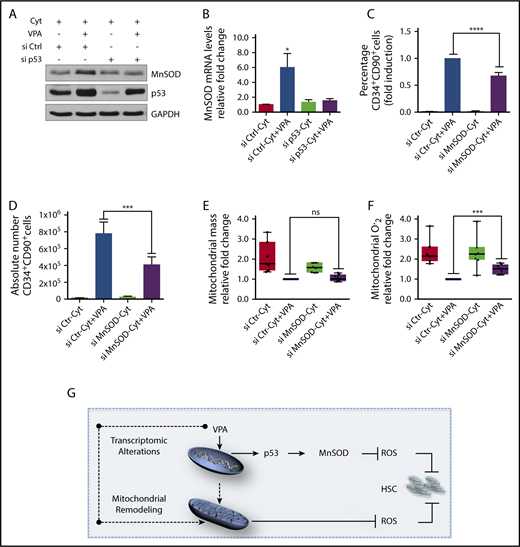 Figure 6. p53-MnSOD axis is critical for ex vivo expansion of HSCs by VPA. (A) Effect of VPA and p53 siRNA treatment on p53 and MnSOD protein levels in the TNCs cultured as indicated for 4 days. (B) Effect of p53 inhibition on MnSOD transcript levels assessed by quantitative reverse transcription polymerase chain reaction on the TNCs cultured for 4 days. mRNA levels were represented as fold change relative to mRNA levels of cells cultured with cytokines alone within each experiment that was performed in triplicate (n = 6). (C-D) Effect of MnSOD siRNA on the percentage and absolute number of CD34+CD90+ cells generated after 4 days of incubation (n = 5). (E-F) Effect of MnSOD siRNA on the mitochondrial mass (E) and ROS levels (F) in CD34+CD90+ cells cultured for 4 days. Graphs represent fold change of median fluorescence intensity of MitoTracker Green and MitoSOX, relative to the corresponding values observed in CD34+CD90+ cells cultured with VPA within each experiment (n = 7). (G) Model of the mechanisms underlying the ex vivo expansion of HSCs. The dotted arrows indicate possible mechanisms activated by VPA resulting in mitochondrial network remodeling. “n” is the number of biological replicates. Error bars with standard error of the mean. ****P ≤ .0001; ***P ≤ .001; *P ≤ .05 were determined by 2-way ANOVA for panels B-C, negative-binomial models for panels D and I, and unpaired Student t test for E-F.