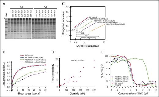 Figure 2. Effect of diamide exposure on RBC membrane protein–protein associations and deformability. (A) Sodium dodecyl sulfate–polyacrylamide gel electrophoresis analysis of dRBCs, run in nonreducing (A1) or reducing (A2) conditions. (B) Deformability profile of dRBCs or untreated control RBCs before the spleen perfusion (shown is a representative experiment, n = 8), as assessed by Lorrca. (C) EI (RBC deformability parameter) is plotted as a function of the logarithm of the shear stress. dRBCs required significantly greater applied shear stress to reach equivalent deformation as RBCs with normal membrane. Because the lines are parallel, one can see that RBC membranes treated with 10 µM diamide required 1.3-fold greater shear stress than normal membranes to reach equivalent deformation at all points along the curve, indicating that the diamide-treated membranes had 0.79 times the normal deformability. Treatment with 125, 300, and 500 mM diamide resulted in membranes that had 0.29-, 0.14-, and 0.07-fold the normal deformability, respectively. (D) Linear regression fit of the correlation between diamide concentrations and the relative rigidity of dRBCs. (E) Osmotic fragility of dRBCs (a representative experiment).