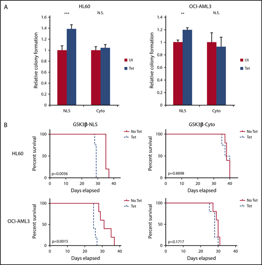 Figure 3. Nuclear, but not cytoplasmic, GSK3β drives AML growth. (A) The indicated cells with or without targeted GSK3β induction were cultured in semisolid media for 7 days, and relative colony formation was assessed (n = 3 or more for all groups). (B) Tetracycline-induced (0.2 μg/mL) and noninduced controls of the indicated cells were injected IV into NSG mice (n = 5 for all groups except HL60-NLS Tet, n = 4). Mice receiving tetracycline-induced cells received 100 µg/mL tetracycline supplemented water to maintain GSK3β induction in vivo. Mice were monitored for survival. **P < .01; ***P < .001. N.S., not significant.