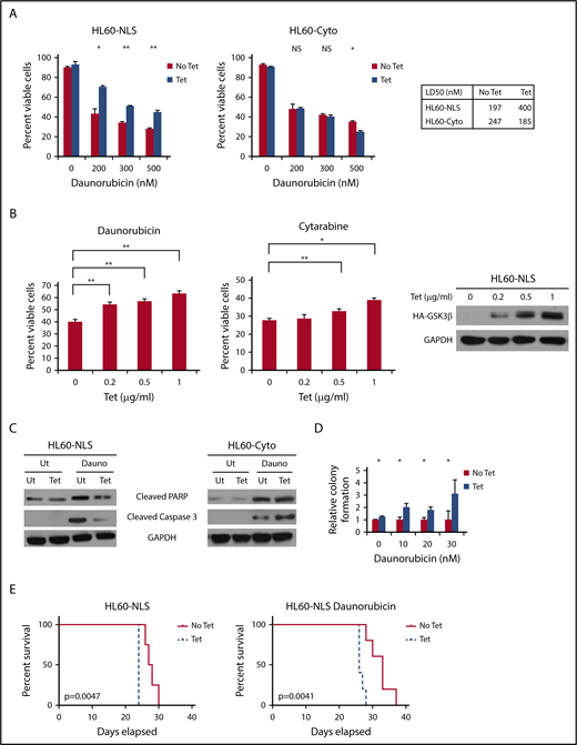 Figure 5. Nuclear localization of GSK3β promotes resistance to standard AML chemotherapeutics. (A) The indicated cells with or without targeted GSK3β induction were treated with various doses of daunorubicin for 24 hours, and cell viability was determined by trypan blue staining (n = 2, HL60-NLS; n = 4, HL60-Cyto). (B) HL60-NLS cells were treated with tetracycline and 200 nM daunorubicin or 25 nM cytarabine for 2 days. The cell viability was assessed by Hoescht staining (n = 3; *P < .05, **P < .01). (C) The indicated cells with or without targeted GSK3β induction were treated with daunorubicin (200 nM) for 18 hours and analyzed by western blot for PARP or caspase 3 cleavage. (D) The indicated cells with or without targeted GSK3β induction were treated with daunorubicin for 2 days. Daunorubicin was washed away, the cells were plated in semisolid media, and colony formation was assessed after 7 days (n = 2). (E) Tetracycline-induced (0.2 µg/mL) and noninduced HL60-NLS cells were injected IV into NSG mice. Mice receiving tetracycline-induced cells were provided tetracycline-supplemented water (100 µg/mL). Four days post–cell injection, mice were injected with 1.5 mg/kg daunorubicin once a day for 3 days and monitored for survival (n = 5).