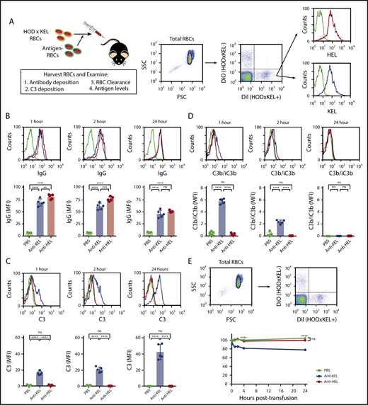 Figure 2. Antibody and complement deposition is detectable on HOD × KEL RBC posttransfusion, with clearance of HOD × KEL RBC occurring in anti-KEL immunized recipients. (A) HOD × KEL RBC were labeled before transfusion into PBS (no antibody), anti-KEL–, or anti-HEL–treated WT mice. (B) IgG deposition was measured by direct antiglobulin test at 1, 2, and 24 hours posttransfusion. Total C3 (C) and active complement (C3b/iC3b) (D) was measured at 1, 2, and 24 hours posttransfusion. (E) RBC survival of HOD × KEL+ compared with HOD × KEL− RBC at various times posttransfusion. Means ± standard deviation (SD) shown. (A-D) ****P < .0001, ***P < .001, **P < .01, and not significant (ns) by 1-way ANOVA with Tukey multiple comparison test. (E) ****P < .0001 and ns by 2-way ANOVA with Dunnett multiple comparisons test. Data shown include 5 mice per group and are representative of 3 independent experiments. DiI, 1,1′-dioctadecyl-3,3,3′,3′-tetramethylindocarbocyanine perchlorate; DiO, 3,3′-dioctadecyloxacarbocyanine perchlorate; FSC, forward scatter; MFI, mean fluorescence intensity; SSC, side scatter.