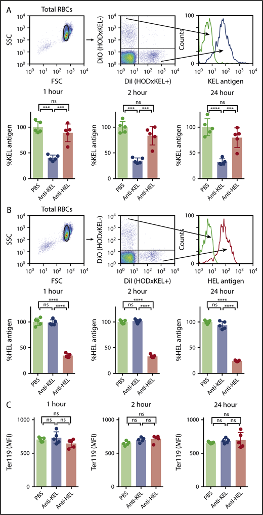 Figure 3. Antibody-induced decreases in the level of detectable antigen are antigen-specific. Posttransfusion, HOD × KEL RBC were stained for the level of detectable KEL antigen (A) or HEL antigen (B). (C) Transfused HOD × KEL RBC were stained for the level of detectable Ter119. Means ± SD shown. ****P < .0001, ***P < .001, and ns by 1-way ANOVA with Tukey multiple comparison test. Data shown include 5 mice per group and are representative of 3 independent experiments.