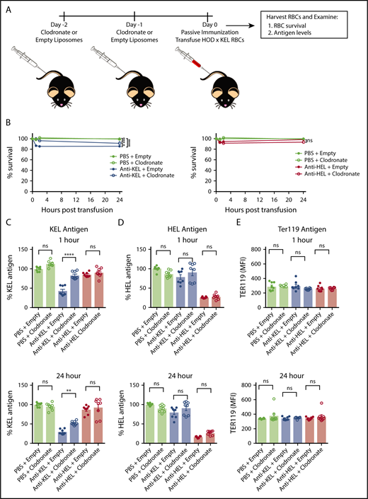 Figure 5. Macrophage-depletion abrogates KEL antigen loss in anti-KEL–treated recipients, but not HEL antigen loss in anti-HEL–treated recipients. (A) Recipients were treated with clodronate or empty (control) liposomes before passive immunization with either anti-KEL or anti-HEL antibodies, or PBS control, followed by transfusion of labeled HOD × KEL RBC. (B) HOD × KEL RBC survival at the indicated time points posttransfusion. Transfused HOD × KEL RBC were stained for the level of detectable KEL antigen (C), HEL antigen (D), or Ter119 antigen (E). Means ± SD shown. ****P < .0001, **P < .01, and ns by 2-way ANOVA with Dunnett multiple comparison test (B) and 1-way ANOVA with Tukey multiple comparison test (C-E). Data shown include 7 to 8 mice per group and are representative of 2 independent experiments.