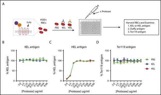 Figure 6. Protease treatment of HOD × KEL RBCs removes HEL but not KEL antigen. (A) HOD × KEL RBC were treated with various concentrations of protease following incubation with PBS control, anti-KEL, or anti-HEL antibodies in vitro. The level of detectable KEL antigen (B), HEL antigen (C), or Ter119 antigen (D) was determined by flow cytometry. Means ± SD shown. Data are reflective of 2 independent experiments.