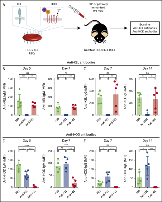 Figure 7. Exposure to antigen-specific antibodies induces antigen-specific antibody-mediated immunesuppression. WT mice were treated with PBS (no antibody), anti-KEL, or anti-HEL before exposure to HOD × KEL RBC (A) followed by evaluation of anti-KEL IgM (B), anti-KEL IgG antibodies (C), anti-HOD IgM (D), or anti-HOD IgG antibodies (E) at the time points indicated. Means ± SD shown. ****P < .0001, ***P < .001, **P < .01, *P < .05, and ns by 1-way ANOVA with Tukey multiple comparison test. Data shown include 5 mice per group and are representative of 3 independent experiments.