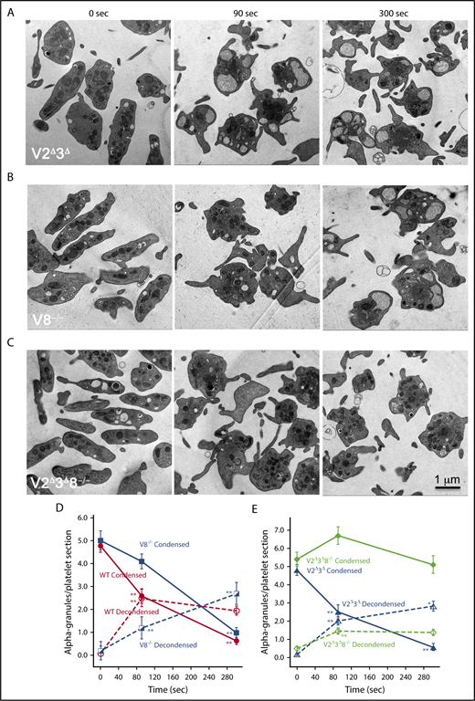 Figure 2. Deletion of VAMP8 partially affected α-granule decondensation whereas deletion of VAMP8 in a V2Δ 3Δ background largely blocked α-granule decondensation. Thin section electron microscopy of V2Δ3Δ (A), V8−/− (B), and V2Δ3Δ8−/− (C). Platelets stimulated with thrombin for 0, 90, and 300 seconds are shown. (D) Number of platelet profiles scored: WT: (0 seconds/0 time, n = 200), (90 seconds, n = 145), (300 seconds, n = 41); V8−/−: (0 seconds, n = 50), (90 seconds, n = 50), (300 seconds, n = 50). (E) Number of platelet profiles scored: V2Δ3Δ: (0 seconds, n = 100), (90 seconds, n = 50), (300 seconds, n = 50); V2Δ3Δ8−/−: (0 seconds, n = 100), (90 seconds, n = 50), (300 seconds, n = 38). Means and standard errors of the mean are presented, and graphs are color coded as indicated. P values were calculated, using Student t test, and asterisks indicating statistical significance are as follows: *P = .01 to .05; **P ≤ .01. Note: The electron density of the α-granule matrix at 0 seconds appeared similar for platelets from WT and all 3 SNARE variants.