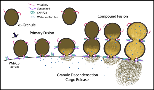 Figure 7. Graphic summary of the role of α-granule decondensation in granule cargo release. In this illustration, we represent the observed steps that occur during decondensation and release of α-granule contents. The v- and t-SNAREs (ie, VAMP8/7 and syntaxin-11/SNAP23) are indicated. SNARE-mediated fusion, water influx (blue circles), and granule/matrix decondensation are depicted as a sequence of events. Both primary and compound granule-granule fusion are shown.