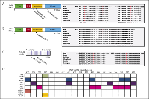 Figure 5. Identified mutations in conserved regions of Jak3, Jak1, and Ikzf3 genes. (A-C, left) Schematic shows the protein domains of Jak3, Jak1, and Aiolos (Ikzf3). Amino acids substitutions caused by single nucleotide variants identified in the WES in samples 853, 854, and 857 are also indicated. FERM indicates a Four-point-one, Ezrin, Radixin, Moesin homology domain. Blue bars represent zinc fingers of Aiolos protein. (A-C; right) Protein sequence alignments comparing Jak1, Jak3, and Aiolos in mouse (Mus musculus), human (Homo sapiens), rat (Rattus norvegicus), African elephant (Loxodonta africana), giant panda (Ailuropoda melanoleuca), Atlantic salmon (Salmo salar), zebrafish (Danio rerio), and tropical frog (Xenopus tropicalis) shows that amino acids that undergo substitution in consequence of a single nucleotide variation are highly conserved between the 2 species. Identical amino acids are marked with an asterisk. (D) Summary of Sanger sequencing screening for the presence of amino acids substitutions in Jak1 (V657F and V655L), Jak3 (T844M and R653H), and Aiolos (R137* and H195T) in a panel of 19 leukemias prepared from Mb1-CreΔPB mice. Filled boxes indicate samples in which mutations were identified by Sanger sequencing.