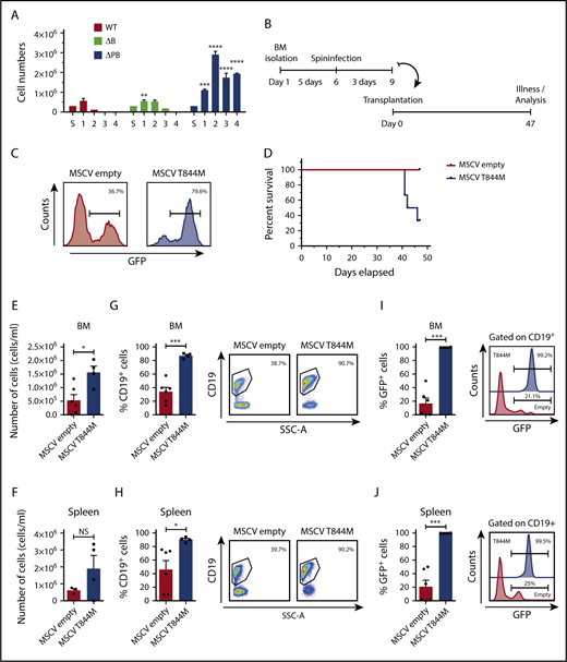 Figure 7. Jak3 mutations cooperate with Spi1/Spib-deficiency to confer proliferation advantage to B cells in vivo. (A) Mb1-CreΔPB bone marrow cells grow indefinitely in the presence of IL-7. Bone marrow cells were extracted from 6- to 10-week-old WT, ΔB, and ΔPB mice and cultured in IL-7 conditioned media. The number of viable cells/mL (y-axis) was determined every 4 days for 5 passages. Statistics were performed using 2-way ANOVA with Tukey's posttest: **P ≤ .01; ***P ≤ .001; ****P ≤ .0001. (B) Transplantation experiment timeline. (C) Initial infection frequencies for MSCV-empty or MSCV T844M vectors. Histograms show the frequency of GFP+ cells 48 hours after spin-infection. (D) Survival curve showing days elapsed after transplantation and the percentage of survival of NSG mice transplanted with MSCV empty or MSCV T844M-infected BM cells. Mice transplanted with MSCV empty BM cells did not show signs of illness at any point. The experiment was terminated at day 47. Significance was P ≤ .03, using the Gehan-Breslow-Wilcoxon test. (E) Number of cells isolated from bone marrow of NSG mice transplanted with bone marrow cells infected with the indicated vectors. (F) Number of cells isolated from spleen of NSG mice transplanted with bone marrow cells infected with the indicated vectors. (G-H) Increased frequencies of CD19+ cells in BM and spleen of NSG mice transplanted with MSCV T844M-infected BM cells. Bar graphs show the percentage of CD19+ cells in the bone marrow and spleen of NSG mice transplanted with MSCV empty or MSCV T844M BM cells. Representative pseudo-color plots (right) show the gating strategy and the representative proportions of CD19+ cells in the different group of mice. (I-J) High GFP+ cell frequency in BM and spleen of NSG mice transplanted with MSCV T844M-infected bone marrow cells. Bar graphs indicate the percentage of GFP+ cells (gated on CD19+ cells) within the bone marrow or spleen of NSG mice transplanted with MSCV empty or MSCV T844M. Representative histograms show the percentage of GFP+ cells in the spleen and bone marrow of NSG mice transplanted with MSCV T884M (upper) or MSCV empty (lower). For E-J, significance was determined using unpaired Student t test: *P ≤ .05; ***P ≤ .001. NS, not significant.