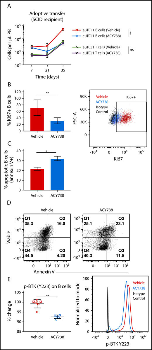 Figure 4. Effect of in vivo ACY738 treatment on euTCL1 B cells. (A) euTCL1 B cells were injected into SCID mice, which were then fed vehicle only or treated with oral ACY738 (n = 6 per group). Tumor burden was quantified in peripheral blood at the time points indicated. Data are representative of 2 independent experiments. (B) Total B cells were isolated from spleens of immunocompromised adoptive transfer CLL mice. Proliferative capacity was measured by Ki67 staining and flow cytometric analysis (n = 5 per group). (C) Isolated B cells were cultured with 1 μg/mL of lipopolysaccharide for 72 hours, and the percentage of apoptotic B cells was quantified by annexin V staining (n = 3 mice per group). (D) B cells were stimulated ex vivo with 10 μg/mL of anti-mouse immunoglobulin M, and phosphorylated Bruton tyrosine kinase (BTK; Y223) was analyzed by flow cytometry (vehicle-only group, n = 6 and ACY738-treated group, n = 5). Error bars correspond to standard errors of the mean. *P < .05, **P < .005.