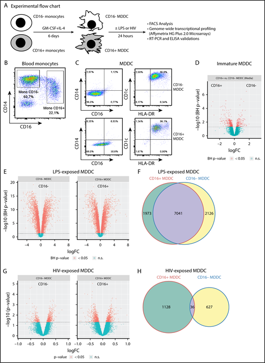 Figure 1. CD16+ and CD16− monocytes differentiate into DCs with distinct transcriptional profiles. (A) Shown is the experimental flowchart. Briefly, total monocytes were purified by negative selection using magnetic beads. Highly pure CD16+ and CD16− monocytes were subsequently sorted by FACS on staining with CD16 Abs and a cocktail of FITC-conjugated nonmonocyte lineage-specific Abs (CD1c, CD3, CD8, CD19, and CD56; supplemental Figure 1). Immature MDDCs were generated by culturing monocyte subsets in the presence of GM-CSF and IL-4 for 6 days. Total RNA was extracted from matched CD16+ and CD16− MDDCs (n = 5) that were exposed to media, LPS, or HIV for 24 hours. Genome-wide transcriptional profiling was performed using the Affymetrix HG Plus 2.0 microarrays. (B-C) Shown are the expressions of CD14 and CD16 on total monocytes before sort (B) and the expression of CD14, CD16, CD1c, and HLA-DR on immature CD16+ and CD16− MDDCs on differentiation in vitro (C). Results in B-C are from 1 donor representative of results generated with cells from more than 10 donors. (D-H) Shown are Venn diagrams of differentially expressed genes in CD16+ vs CD16− MDDCs in response to media (D), LPS (E), and HIV (G), as well as the representation of the number of commonly and differentially expressed genes on exposure to LPS (F) and HIV (H). n.s., not significant.