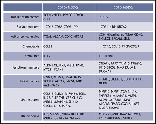Figure 8. Unique transcriptional signatures discriminate CD16+ from CD16− MDDCs. Shown are top-differentially expressed genes in CD16+ vs CD16− MDDCs at immature stage or on exposure to LPS and HIV. Selected top-modulated genes encode for transcriptional factors, surface markers, adhesion molecules, chemotaxis, cytokines, functional markers, HIV interactors, LPS response, and HIV response. Transcripts in bold were validated at RNA and/or protein level in Figure 6.