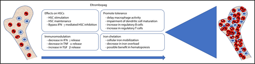 Figure 1. Different proposed mechanisms by which eltrombopag is improving hematopoiesis in aplastic anemia. IFNγ, interferon-γ; TGFβ, transforming growth factor-β.