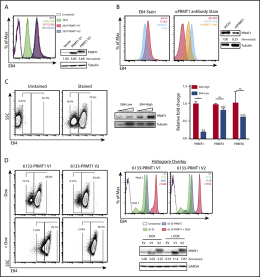 Figure 1. The intensity of E84 staining is correlated with the PRMT1 protein level. (A) E84 staining of 293T cells. One million control 293T cells or 293T cells that overexpress PRMT1 (isoforms V1 or V2) were incubated in 10 nM E84 in PBS for 30 minutes and then subjected to FACS analysis. Mean fluorescence intensity (MFI) values are indicated in a plot representative of 3 independent experiments. Western blots for detecting PRMT1 in 293T cells are to the right. PRMT1 was normalized to tubulin, and ratios are presented below the PRMT1 blot. (B) MV4-11 cells that express control short hairpin RNA or shPRMT1 were stained with E84 (left panel) and anti-PRMT1 antibody (middle panel); western blots of PRMT1 (right panel) show the efficiency of PRMT1 knockdown. (C) E84 staining of 6133 cells correlates with endogenous PRMT1 expression. Left panel: 6133 cells were stained with E84 and analyzed by FACS. Middle panel: PRMT1 protein expression levels in E84-high and E84-low cells. The 6133 cells were sorted into 2 populations based on E84 staining intensity for western blotting with an anti-PRMT1 antibody. Tubulin was used as a loading control. Triangles indicate increasing amounts of lysate loaded. Right panel: mRNA levels of PRMT1, PRMT3, and PRMT6 in E84-high and E84-low cells were measured using real-time PCR assays. The data are shown as mean ± standard deviation. *P < .05. (D) E84 staining of 6133 cells expressing PRMT1 from a doxycycline-inducible promoter. Left panel: contour plots gated according to E84 staining. Right panels: E84 histogram plots of 6133 cell lines. MFI values are in the plots. Representative results from at least 3 independent experiments are presented. Western blots measure the PRMT1 protein levels in 6133 cells with and without doxycycline induction. The relative PRMT1 protein levels were quantitated and normalized to tubulin protein. ns, not significant.