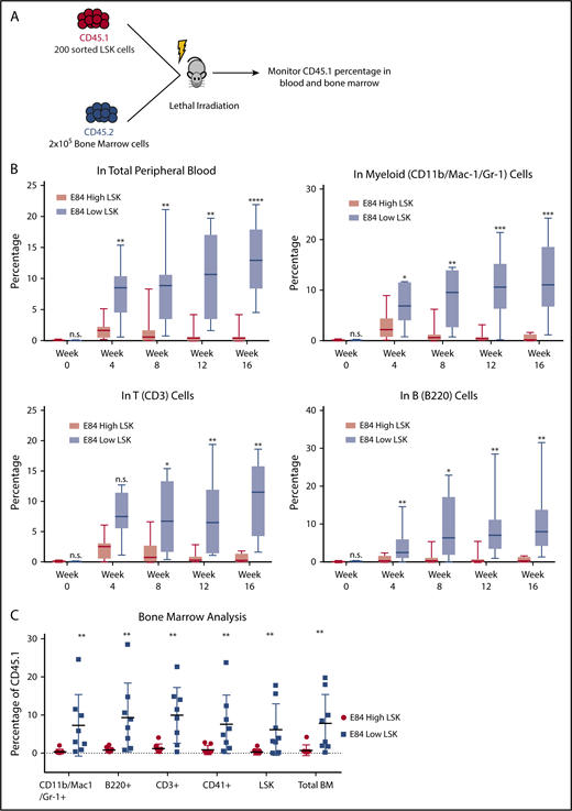 Figure 4. Bone marrow transplantation of E84-high and E84-low mouse LSK cells. (A) Schematic of bone marrow transplantation. Two hundred sorted E84-high or E84-low CD45.1 LSK cells were transplanted along with 2 × 105 CD45.2 whole bone marrow cells into lethally irradiated mice (E84-low, n = 7; E84-high, n = 8). (B) Percentage of CD45.1 cells of different lineages in peripheral blood over the course of 4 months. (C) Percentage of CD45.1 cells in different lineages in recipient mouse bone marrow at 16 weeks posttransplantation. Lineage-specific surface markers: Mac-1/Gr-1 for myeloid lineage; B220 for B cell lineage, and CD3 for T cell lineage. The data are shown as mean ± standard deviation. *P < .05; **P < .01; ***P < .001; ****P < .0001.