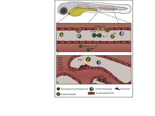 Figure 1. An overview of embryonic hematopoiesis in zebrafish. (A) From 28 to 54 hpf HSPCs are born from endothelial cells in the ventral wall of the dorsal aorta and are induced by a variety of local signals, including Cxcl12b produced by somite-derived “endotome cells” in the dorsal aorta and Tnfa produced by primitive myeloid cells. In zebrafish, HSPCs bud off into the extravascular space ventral to the dorsal aorta, divide, and enter into circulation. (B) From 48 to 96 hpf HSPCs exit circulation and lodge in the CHT, where local signals, including Kitlgb, Osm, thrombopoietin, colony stimulating factor 3a, Ccl25b, Cxcl8b, and Cxcl12a, regulate their trafficking and expansion. Vascular endothelial cells remodel to form a pocket around resident HSPCs, and somite-derived stromal cells anchor HSPCs during CHT occupancy. Primitive neutrophils regulate HSPC egress through secretion of Mmp9, which cleaves locally produced Cxcl12a.