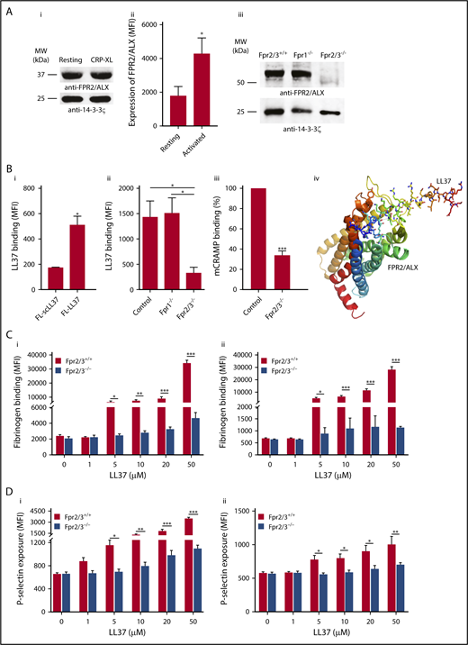 Expression of FPR2/ALX in platelets and its influence on LL37-mediated platelet activation. The presence of FPR2/ALX was confirmed in human (Ai) and mouse (Aiii) platelet lysates by immunoblot analysis using selective antibodies. The blots are representative of 3 separate experiments. The expression of FPR2/ALX on the surface of resting or activated (1 µg/mL CRP-XL) human platelets was analyzed using FPR2/ALX-selective and fluorescent-labeled secondary antibodies by flow cytometry (Aii). Data represent mean ± SEM (n = 4). The binding of LL37 to platelets was analyzed by flow cytometry. Human isolated platelets were incubated with 20 μM 5-FAM-LC-conjugated LL37 (FL-LL37) or scrambled LL37 (FL-scLL37), and the level of binding was analyzed by flow cytometry (Bi). Data represent mean ± SEM (n = 4). Similarly, platelets obtained from control, Fpr2/3−/−, and Fpr1−/− mice were analyzed with 20 μM 5-FAM-LC-conjugated LL37 or scrambled 5-FAM-LC-LL37 (Bii). Data represent mean ± SEM (n = 7). Similarly, platelets obtained from control or Fpr2/3−/− mice were analyzed with 20 μM 5-FAM-conjugated mCRAMP or scrambled 5-FAM-mCRAMP (Biii). Data represent mean ± SEM (n = 4). The interactions between LL37 and FPR2/ALX were analyzed through structural modeling and molecular docking analysis (Biv). (C) The level of fibrinogen binding upon stimulation with LL37 in isolated platelets (i) or whole blood (ii) obtained from Fpr2/3−/− or control mice was analyzed by flow cytometry. Data represent mean ± SEM (n = 10 for panel Ci; n = 8 for panel Cii). (D) Similarly, the level of P-selectin exposure was analyzed using isolated platelets (i) or whole blood (ii) from these mice. Data represent mean ± SEM (n = 10 for panel Di; n = 13 for panel Dii). (E) The expression levels of major platelet receptors such as GPVI (i), GPIbα (ii), αIIbβ3 (iii), and α2β1 (iv) in platelets obtained from Fpr2/3−/− and control mice were analyzed by flow cytometry using selective fluorescent-labeled antibodies. Data represent mean ± SEM (n = 8 per group). (F) The effect of a selective inhibitor for FPR2/ALX, WRW4 (5 µM), on LL37-induced platelet activation was measured by optical aggregometry. Data represent mean ± SEM (n = 3). (G) Mouse isolated platelets were stimulated with LL37 (20 μM) in the presence or absence WRW4 (5 μM), and the level of fibrinogen binding (i) and P-selectin exposure (ii) were analyzed by flow cytometry. Data represent mean ± SEM (n = 4). The statistical significance was calculated using 1-way ANOVA followed by Bonferroni’s correction in most of the experiments except for the data shown in panels Aii, B, and E-G, where a 2-tailed unpaired Student t test was used (*P < .05; **P < .001; ***P < .0001).