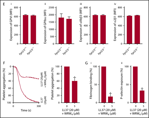 Expression of FPR2/ALX in platelets and its influence on LL37-mediated platelet activation. The presence of FPR2/ALX was confirmed in human (Ai) and mouse (Aiii) platelet lysates by immunoblot analysis using selective antibodies. The blots are representative of 3 separate experiments. The expression of FPR2/ALX on the surface of resting or activated (1 µg/mL CRP-XL) human platelets was analyzed using FPR2/ALX-selective and fluorescent-labeled secondary antibodies by flow cytometry (Aii). Data represent mean ± SEM (n = 4). The binding of LL37 to platelets was analyzed by flow cytometry. Human isolated platelets were incubated with 20 μM 5-FAM-LC-conjugated LL37 (FL-LL37) or scrambled LL37 (FL-scLL37), and the level of binding was analyzed by flow cytometry (Bi). Data represent mean ± SEM (n = 4). Similarly, platelets obtained from control, Fpr2/3−/−, and Fpr1−/− mice were analyzed with 20 μM 5-FAM-LC-conjugated LL37 or scrambled 5-FAM-LC-LL37 (Bii). Data represent mean ± SEM (n = 7). Similarly, platelets obtained from control or Fpr2/3−/− mice were analyzed with 20 μM 5-FAM-conjugated mCRAMP or scrambled 5-FAM-mCRAMP (Biii). Data represent mean ± SEM (n = 4). The interactions between LL37 and FPR2/ALX were analyzed through structural modeling and molecular docking analysis (Biv). (C) The level of fibrinogen binding upon stimulation with LL37 in isolated platelets (i) or whole blood (ii) obtained from Fpr2/3−/− or control mice was analyzed by flow cytometry. Data represent mean ± SEM (n = 10 for panel Ci; n = 8 for panel Cii). (D) Similarly, the level of P-selectin exposure was analyzed using isolated platelets (i) or whole blood (ii) from these mice. Data represent mean ± SEM (n = 10 for panel Di; n = 13 for panel Dii). (E) The expression levels of major platelet receptors such as GPVI (i), GPIbα (ii), αIIbβ3 (iii), and α2β1 (iv) in platelets obtained from Fpr2/3−/− and control mice were analyzed by flow cytometry using selective fluorescent-labeled antibodies. Data represent mean ± SEM (n = 8 per group). (F) The effect of a selective inhibitor for FPR2/ALX, WRW4 (5 µM), on LL37-induced platelet activation was measured by optical aggregometry. Data represent mean ± SEM (n = 3). (G) Mouse isolated platelets were stimulated with LL37 (20 μM) in the presence or absence WRW4 (5 μM), and the level of fibrinogen binding (i) and P-selectin exposure (ii) were analyzed by flow cytometry. Data represent mean ± SEM (n = 4). The statistical significance was calculated using 1-way ANOVA followed by Bonferroni’s correction in most of the experiments except for the data shown in panels Aii, B, and E-G, where a 2-tailed unpaired Student t test was used (*P < .05; **P < .001; ***P < .0001).