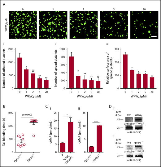Figure 5. Impact of FPR2/ALX in platelet spreading, hemostasis, and cyclic adenosine monophosphate (cAMP)–mediated signaling. (A) Platelet adhesion and spreading on fibrinogen-coated glass surface was analyzed in the absence and presence of WRW4 (1.25, 2.5, 5, and 20 µM) by confocal microscopy (magnification ×60; bar indicates 10 µm). The number of adhered (Ai) and spread (Aii) platelets and the relative surface area of spread platelets (Aiii) were determined by analyzing the images using ImageJ. Ten random fields of view were recorded for each sample. Data represent mean ± SEM (n = 3). (B) The impact of FPR2/ALX in the modulation of hemostasis was analyzed using tail bleeding assay in control or Fpr2/3−/− mice. Data represent mean ± SEM (n = 8 in each group). (C) The level of cAMP in human isolated platelets in the presence or absence of WRW4 (i) and control and Fpr2/3−/− mouse platelets (ii) was analyzed using a cAMP assay kit. Data represent mean ± SEM (n = 4). (D) The phosphorylation of VASP at Ser-157 was analyzed in the presence of WRW4 (i) and in platelets obtained from Fpr2/3−/− mice (ii) by immunoblot analysis using selective antibodies. The blots are representative of 3 separate experiments. P values shown are as calculated by 1-way ANOVA followed by Bonferroni's correction in most of the experiments except for the data shown in panels B-C, where a nonparametric Mann-Whitney U test and a 2-tailed unpaired Student t test were used, respectively (*P < .05; **P < .01; ***P < .001).