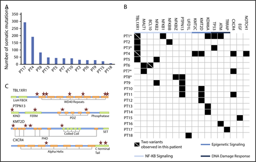 Figure 1. Mutations identified in MYD88WT WM by whole exome sequencing. (A) The median number of somatic mutations for patients with paired tumor/germline samples was 33 and the number of mutations per patient for these individuals are shown. (B) Somatic mutations were associated with NF-κB signaling, epigenetic regulation, and DNA damage response. Each row represents a unique patient. Patient identifiers in bold type indicate that the patient is deceased. *Patients with disease that later transformed. (C) Location of conserved motifs in the protein coding domains of top affected genes are shown. ★Location of a somatic mutation.