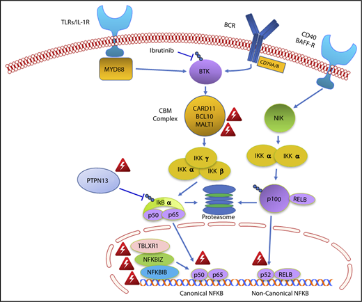 Figure 4. Genomic variants identified in MYD88 wild-type WM that affect NF-κB signaling. Red triangle denotes variants identified by whole exome sequencing in MYD88 wild-type WM patients.