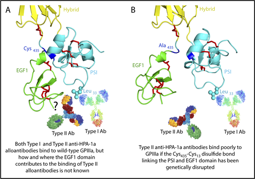 Figure 1. Three-dimensional structure of the human GPIIIa PSI and EGF1 domains. (A) Note that the PSI domain lies between the hybrid and EGF1 domains of GPIIIa and that polymorphic amino acid 33, which controls expression of the HPA-1a (PlA1) epitope, is directly opposite the linearly distant but conformationally close EFG1 domain. (B) Mutation to alanine of Cys435, which links the EGF1 domain to the PSI domain via a disulfide bond with Cys13, has previously been shown to result in the loss of binding of some, but not all, maternal anti–HPA-1a alloantibodies, leading to speculation that nonpolymorphic amino acids in EGF1 constitute part of the epitope for these so-called type II antibodies.