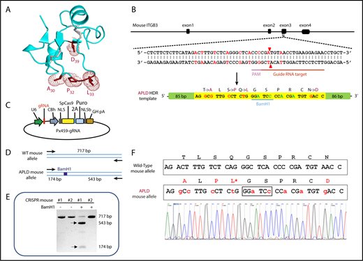 Figure 2. CRISPR-mediated generation of the APLD humanized transgenic mouse. (A) Three-dimensional structure of the GPIIIa PSI domain, showing the location of the residues that were mutated in the murine protein to humanize the 22 to 40 amino acid loop. (B) Schematic illustration of the ITGB3 locus, showing the location of the gRNA binding site (red bar), the protospacer adjacent motif (PAM) sequence (magenta bar), and the Cas9 cleavage site (red arrow heads). A 200-bp APLD homology directed repair (HDR) template was designed to introduce the 4 desired amino acid substitutions (mutated nucleotides labeled in red) and a diagnostic BamH1 restriction site (silent mutation nucleotides labeled in blue) flanked by 80 nucleotide homology arms. The HDR template also introduces nucleotides (green) that encode silent mutations to prevent recleavage by Cas9. (C) The 20-bp gRNA shown in panel B, designed to target the Cas9 nuclease to the ITGB3 gene, was cloned into the BbsI site of the CRISPR vector px459, which also encodes both Cas9 and a puromycin-resistance gene. Pronuclei of C57BL/6N fertilized eggs were microinjected with the px459 plasmid along with the HDR template to generate the humanized APLD mouse. (D) PCR strategy designed to report the incorporation of the HDR template within a 717-bp region surrounding the targeted site of the murine ITGB3 gene. The introduced BamH1 is marked by a blue box. (E) Genotyping of 2 representative pups. Genomic DNA from the pups’ tails was PCR amplified and digested with BamH1 to identify correctly targeted APLD alleles. The PCR product of pup 1 cut with BamH1, demonstrating successful incorporation of the HDR oligo. The arrows indicate the expected BamH1 digestion products. (F) The ITGB3 locus surrounding the genomic editing site was PCR amplified from genomic DNA of pup 1 and subjected to DNA sequence analysis, confirming precise homozygous integration of the human sequence into both alleles of murine ITGB3.