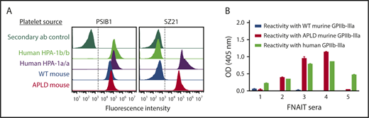 Figure 3. The APLD humanized murine PSI domain supports the binding of many, but not all, human anti–HPA-1a alloantisera. (A) Flow cytometric analysis of the binding of the HPA-1a–selective murine mAb SZ21 to human and mouse platelets. Note that SZ21 binds to human HPA-1a+ but not HPA-1b+ human platelets, demonstrating its alloselectivity, and to APLD but not WT murine platelets. The PSI domain–specific mAb PSIB1 was used as a positive control for expression of GPIIb-IIIa and, as shown, binds all PSI domains, regardless of species or HPA allotype. (B) Antigen capture enzyme-linked immunosorbent assay of anti–HPA-1a maternal alloantisera binding to human and murine forms of GPIIb-IIIa. Five different human FNAIT alloantisera were incubated with human or murine platelet of the indicated phenotype. Platelet/antibody complexes were then detergent lysed and added to microtiter wells that had been coated with either anti-mouse CD41 to capture immune complexes from mouse platelets or mAb AP2 to capture immune complexes from human platelets. Note that human alloantisera 2, 3, and 4 react similarly with human GPIIb-IIIa and APLD murine GPIIb-IIIa, whereas alloantisera 1 and 5 do not react with murine APLD GPIIb-IIIa, suggesting that the preponderance of the HPA-1a–specific alloantibodies present in these polyclonal sera have more complex epitope requirements. None of the FNAIT alloantisera react with WT murine GPIIb-IIIa, as expected.