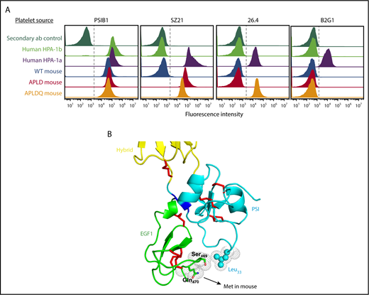 Figure 4. Structural requirements for binding of type II anti–HPA-1a antibodies. (A) Flow cytometric analysis of the reactivity of HPA-1a–specific mAbs with human and mouse platelets. Platelets from the indicated species and having the indicated phenotypes were reacted with mAbs SZ21, 26.4, and B2G1. Note that the type II mAb 26.4 requires that muGPIIIa be humanized from Met to Gln at residue 470 of the EGF1 domain, which is spatially close to the PSI domain, as depicted in panel B. Another type II HPA-1a–specific mAb, B2G1, remains unreactive with APLDQ platelets, highlighting the complexity of binding specificities that are likely present in the polyclonal humoral response to the Leu33Pro polymorphism that controls formation of the HPA-1a epitope.