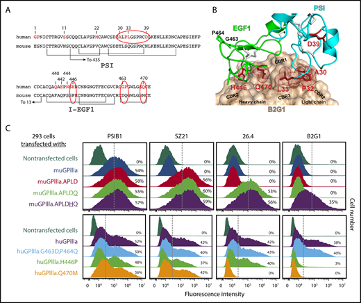 Figure 5. Multiple amino acids within I-EGF1 can contribute to the binding of type II anti–HPA-1a antibodies. (A) Comparison of human vs murine PSI and I-EGF1 domain sequences, with differences highlighted in red. Note especially the APLD sequences in the PSI domain and the Q470M, H446P, G463D, and P464Q differences within EGF1. (B) Structural model of the variable region of antibody B2G1 bound with the β3 PSI and I-EGF1 domains. The antibody is shown as a tan surface with the CDR loops indicated, and the side chains of integrin β3 residues at the antigen-antibody interface are shown as sticks and dots. Note that interface interacting residues include not only polymorphic amino acid 33 but also P32 in the PSI domain and H446 and Q470 of I-EGF1. Also note that G463 and P464 are nowhere near the interface. (C) Top: HEK 293 cells transiently transfected with plasmids expressing human GPIIb and a muGPIIIa isoform that had been mutated to express the indicated humanized amino acid substitution were incubated with the indicated antibodies and subjected to flow cytometric analysis. The PSI domain–specific mAb PSIB1 was used as a control for transfection efficiency. Note that mAb 26.4 requires Q470 for its binding, whereas B2G1 requires both Q470 and H446, as predicted in the docking model in panel B. Bottom: HEK 293 cells transfected with plasmids expressing human GPIIb and a human GPIIIa isoform that had been mutated to express the indicated mouse amino acids were subjected to flow cytometric analysis using the indicated antibodies. Note that the Q470→M mutation results in loss of binding of both 26.4 and B2G1, whereas the H446→P amino acid substitution affects only B2G1.