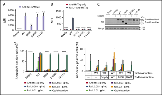 Figure 2. R68G impairs surface Fas expression and binding to FasL. The BW5147.3 (BW) cell line was transduced with lentiviruses encoding WT or mutated Fas, along with GFP as a marker for transduction. GFP+ cells were sorted and used for experiments. (A) Cell surface Fas expression was analyzed with flow cytometry using an anti-Fas antibody, SM1/23. Similar results were obtained with DX2 (data not shown). (B) FasL binding was analyzed with flow cytometry using recombinant human FasL. (C) Intracellular trafficking of Fas was analyzed with immunoblotting. Where indicated, samples were treated with endoglycosidase H (EndoH). PLC-γ1 was used as a loading control. (D) Apoptosis was analyzed by incubating BW cells with recombinant human FasL or cycloheximide for 6 hours and staining with annexin V. (E) Dominant negativity was analyzed by transducing WT-transduced BW cells with empty vector, WT or mutated Fas. Fas-mediated apoptosis was measured as in panel D. All experiments were performed 3 times. Means and standard errors of the mean are shown. **P ≤ .01, ****P ≤ .0001, 1-way analysis of variance. n.s., P > .05.