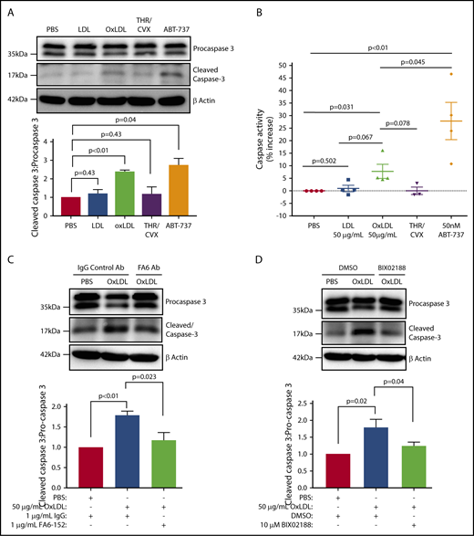 Figure 4. Platelet CD36/ERK5 are key drivers of caspase activation by oxidized lipids. (A) Cleaved caspase 3 was detected by immunoblot as a marker of caspase activity after human platelets were stimulated with buffer, 50 μg/mL LDL or oxLDL, and 50 nM ABT-737 for 60 minutes; 0.1 U/mL THR with 50 ng/mL CVX for 7 minutes were used as a negative control. (B) Human platelets were treated according to panel A. The whole-cell lysate from each treatment was incubated with the caspase 3 substrate DEVD-pNa according to the manufacturer’s protocol. The slopes of p-nitroaniline absorbance were used to indicate activity. FA6-152 or an IgG control antibody (1 μg/mL) was used to determine CD36 dependency (C) and 10 μM BIX02188 was used to determine ERK5 dependency (D). Densitometric analysis of the ratio of cleaved caspase 3/procaspase 3 was indicated with each blot. Blots are representative of at least 3 separate experiments from 3 different donors in panels A-D. Data represented as mean ± SEM.