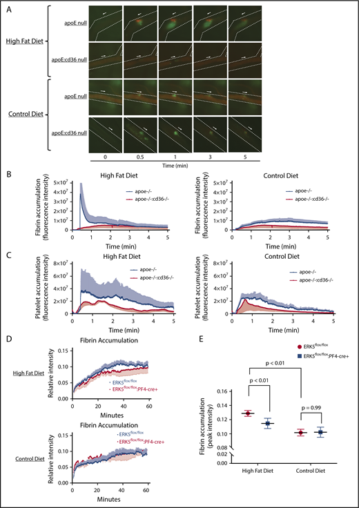 Figure 6. Hyperlipidemic apoE-null animals with CD36 or ERK5 deficiency showed decreased fibrin accumulation in vivo. ApoE-null or apoE:CD36 double-null mice at 8 weeks of age were fed a control or high-fat diet for at least 6 weeks before performing laser-induced in vivo arterial thrombosis on the cremasteric artery (A-C). Video microscopy of the platelet accumulation (in green) and fibrin accumulation (in red) in real time up to 5 minutes is shown in panel A; the arrow indicates the direction of arterial flow and the side the arrow is on indicates the side of vessel injury. Quantification of fibrin (B) and quantification of platelets (C). ApoE-null mice at 8 weeks of age were irradiated and were transplanted with bone marrow from ERK5flox/flox or ERK5flox/flox:PF4-cre+ mice. (D-E) After 2 weeks of recovery, the apoE-null chimeric mice were put on chow or a high-fat diet for at least 6 weeks before performing the adventitial tissue-mediated in vivo arterial thrombosis on the carotid artery (supplemental Figure 2). The quantification of peak fibrin accumulation with this model is shown in panel E by using the 1-site nonlinear curve fitting model. Video microscopy images of fibrin accumulation in real time are shown in supplemental Figure 2. N of >5 age-matched male mice per group in panels A-C; >6 age-matched male or female mice per group in panels D-E.